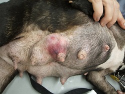 Рак молочной железы у собак