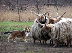 пастушьи собаки