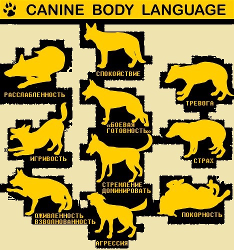Как понять свою собаку