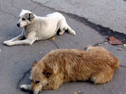 Проблема бездомных собак