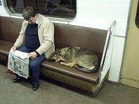 Собаки в метро