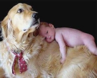 Первая встреча собаки с ребенком