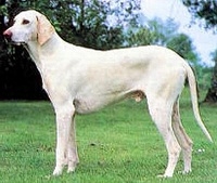 Белая королевская собака