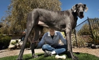 Умерла самая большая собака в мире - Гигантский Джордж