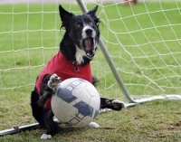 Собака-футболист