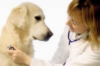 Лучшие ветеринарные клиники