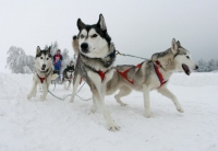 Чемпионат по гонкам на собачьих упряжках в Петербурге