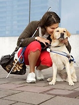В Москве энтузиастами организована школа подготовки собак-поводырей