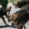 Одичавшие собаки превращаются в волков
