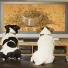 Хотите смотреть прямую трансляцию телеканала для собак?