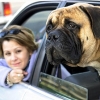 Как перевозить собаку в автомобиле?