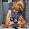 Контроль над собакой во время автомобильного движения