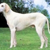Белая королевская собака