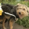 Собаке сделали инвалидную коляску