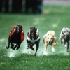 Собачьи бега