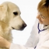 Лучшие ветеринарные клиники
