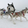 Чемпионат по гонкам на собачьих упряжках в Петербурге