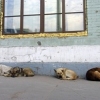 Приюты для бездомных собак в Москве
